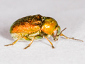 Cryptocephalus aureolus